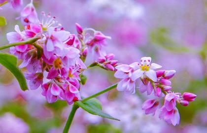Khám Phá Cánh Đồng Hoa Tam Giác Mạch Hà Giang: Lịch Trình, Mùa Đẹp Nhất và Mẹo Chụp Ảnh