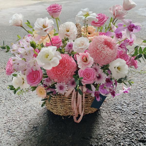 Hoa sen đá – Bền bỉ và kiên cường