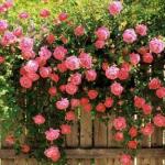 Bó Hướng Dương Rực Rỡ