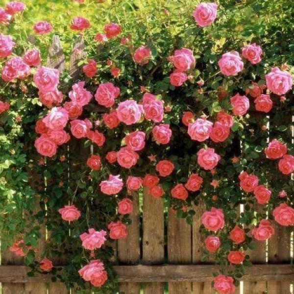 Bó Hướng Dương Rực Rỡ