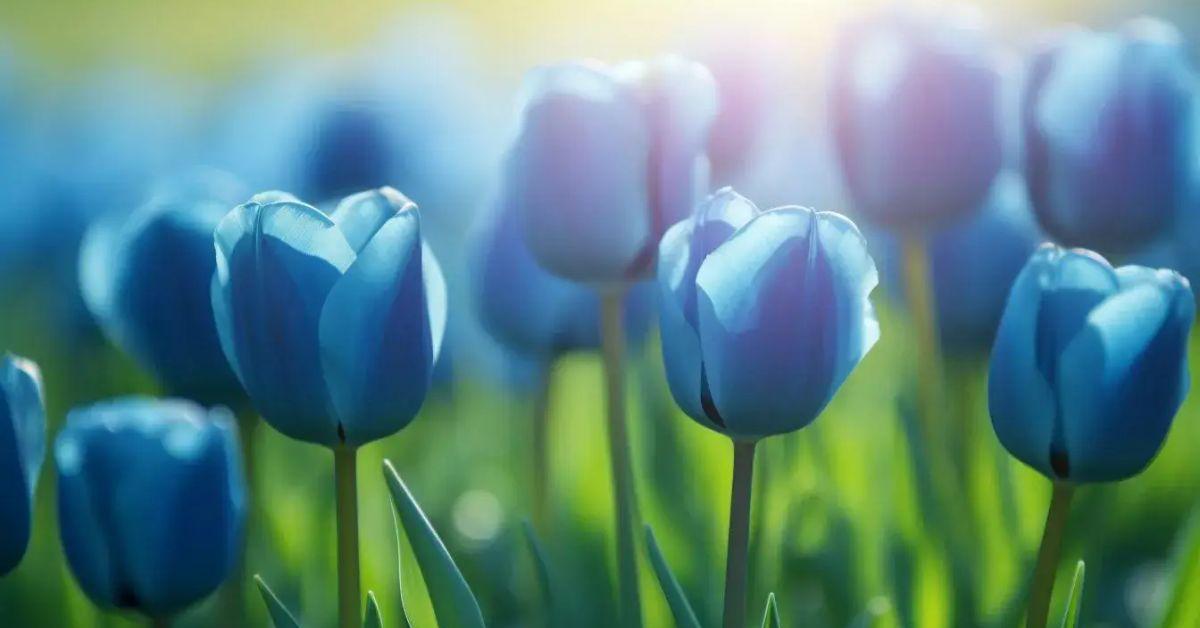 Lẵng Hoa Ly Hồng Ngọt Ngào