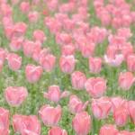 Dịu Êm Ngày Cưới