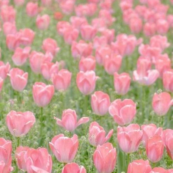 Dịu Êm Ngày Cưới