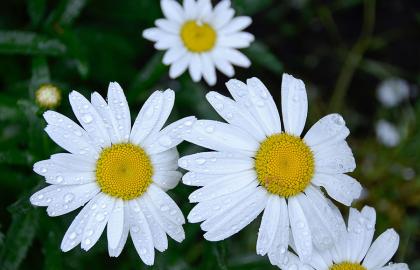 Sức Mạnh Bí Ẩn Của Hoa Cúc La Mã: Giải Độc, Thư Giãn và Ứng Dụng Trong Làm Đẹp