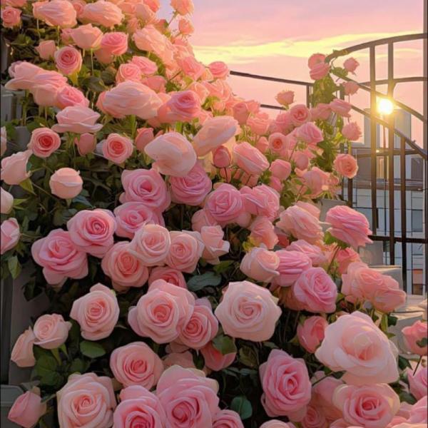 Tulip Hồng Ngày Yêu