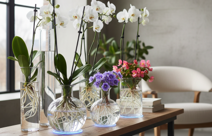 Thủy Canh Cây Có Hoa: Kỹ Thuật Trồng Trong Nước Tối Giản Cho Không Gian Hiện Đại