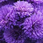 Hoa Hồng Platinum Style