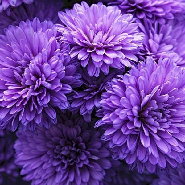 Hoa Hồng Platinum Style