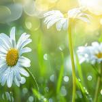 Hẹn Hò Lãng Mạn