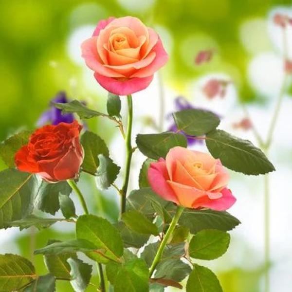 Hẹn Hò Lãng Mạn