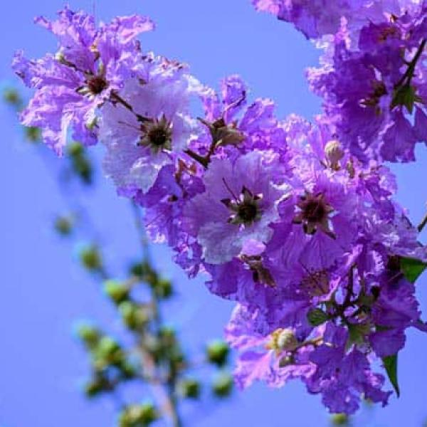 Hoa Hồng Platinum Style