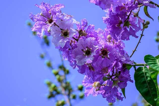 Hoa Hồng Platinum Style