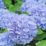 Hoa Hồng Platinum Style