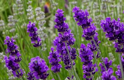 Trồng Hoa Oải Hương (Lavender) Tại Nhà: Từ Chăm Sóc Đến Thu Hoạch và Ứng Dụng Đa Năng
