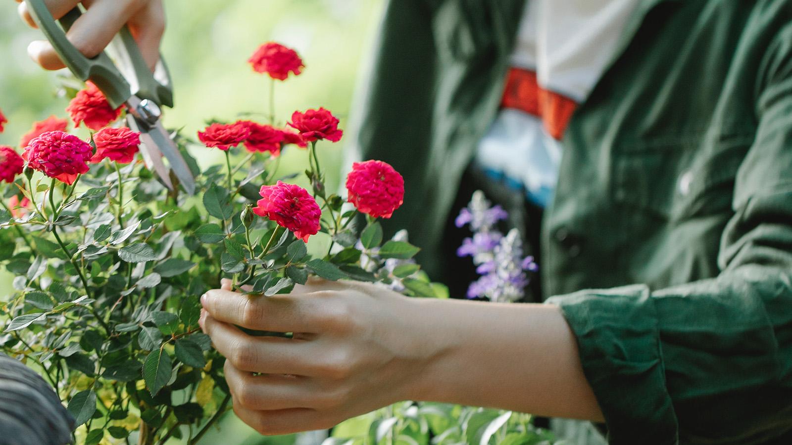 huong-dan-trong-hoa-cho-nguoi-moi-bat-dau-copy