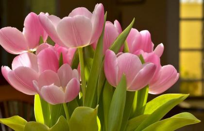 Huyền Thoại Về Hoa Tulip: Từ Kim Cương Phương Đông Đến Cơn Sốt Chứng Khoán Đầu Tiên