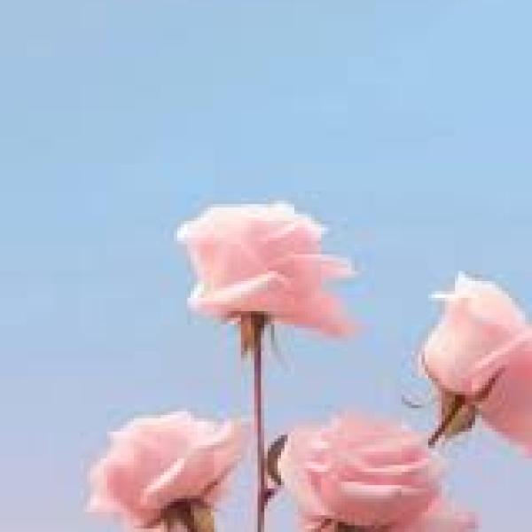 Tulip Hồng Ngày Yêu