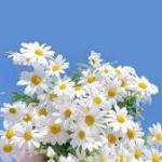 Hẹn Hò Lãng Mạn