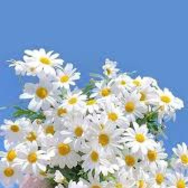 Hẹn Hò Lãng Mạn