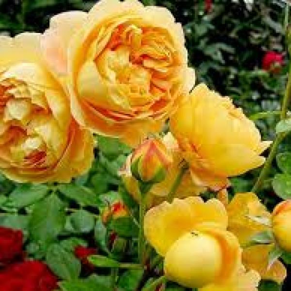 Gửi Đến Người Thương