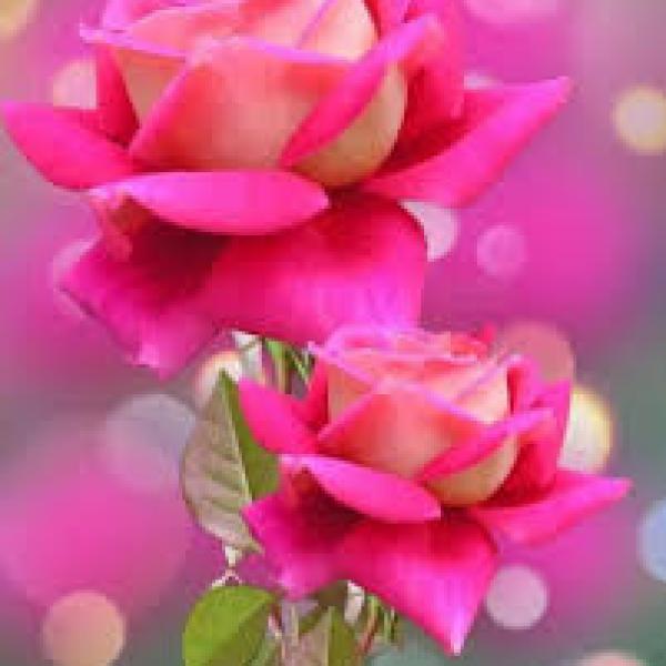 Thăng Hoa Cảm Xúc