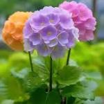 Nụ Cười Ngày Mới