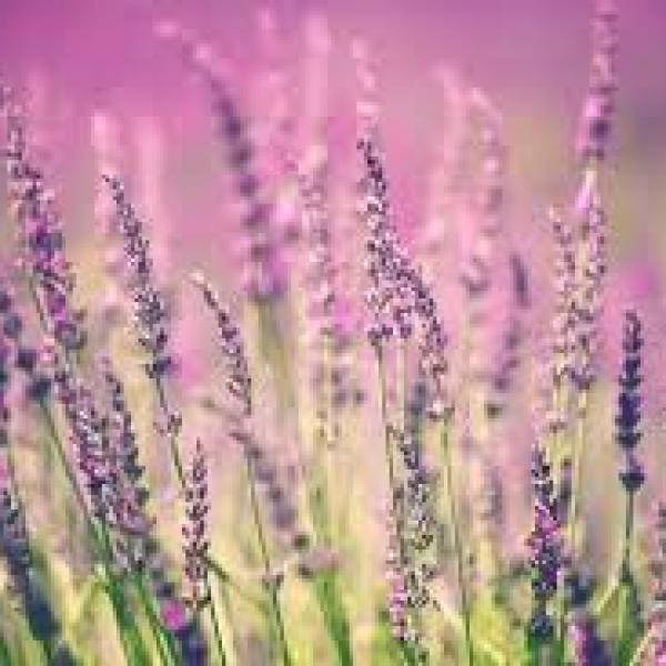 Nụ Cười Ngày Mới