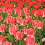 Ngọt Ngào Thiếu Nữ