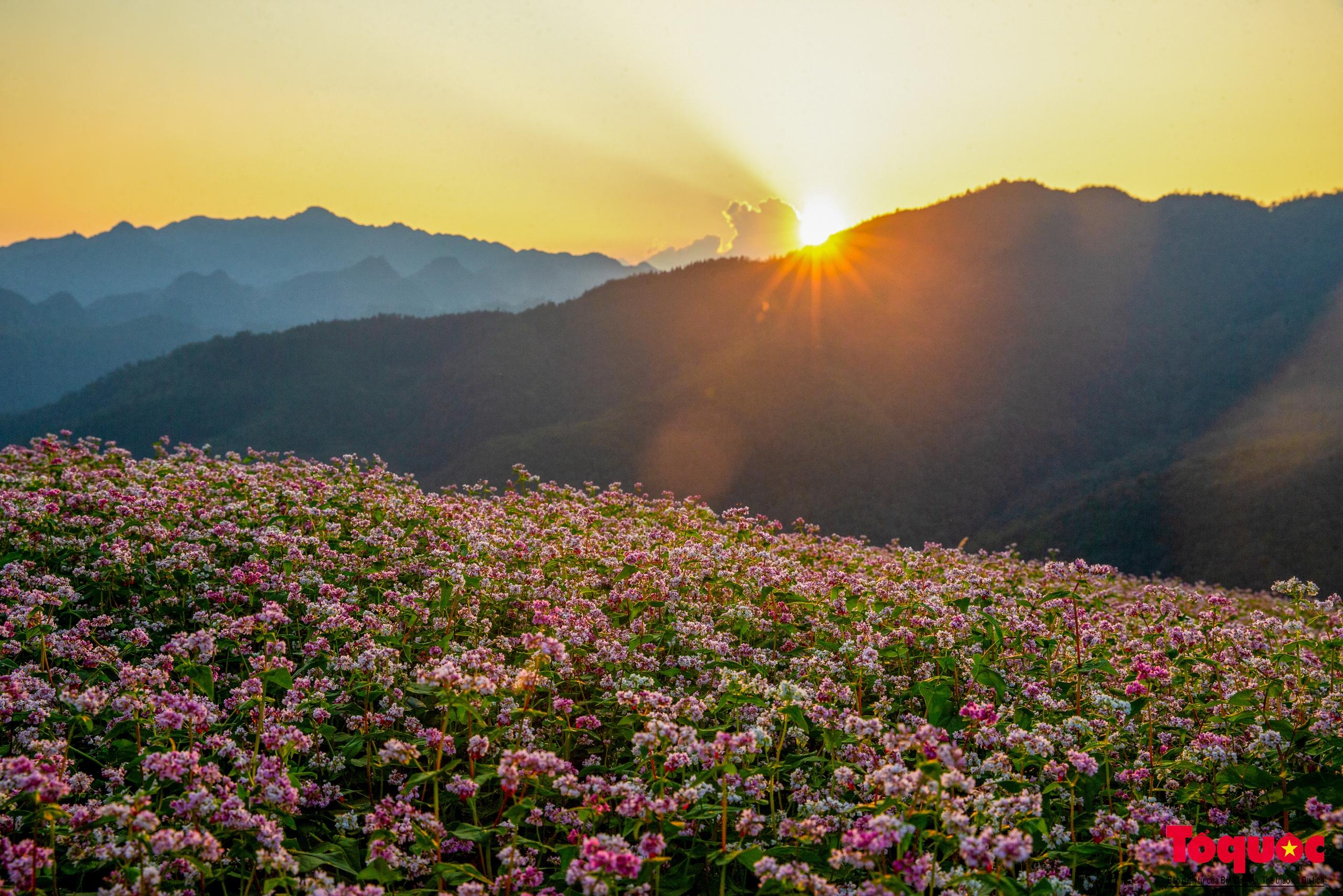 ngo-ngang-ve-dep-mien-son-cuoc-voi-mua-hoa-tam-gia