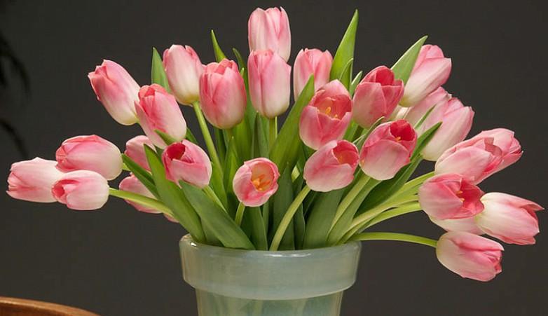 Nhung-meo-giup-hoa-tulip-hong-luon-tuoi-moi-va-lau