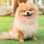 Yên Bình Tối Muộn