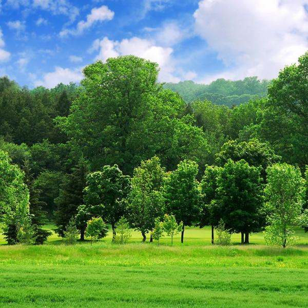 Nắng Sớm Rực Rỡ