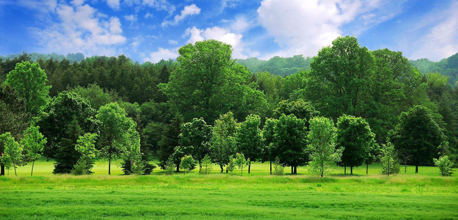 Nắng Sớm Rực Rỡ